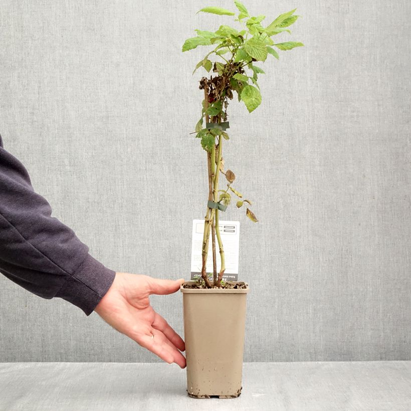 Esemplare di Lampone Schlaraffia Plentiful Vaso da 1,5L/2L, Multifusto come consegnato in autunno