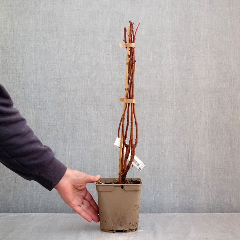 Esemplare di Lampone Sumo 2 Vaso da 2L/3L, Multifusto come consegnato in autunno