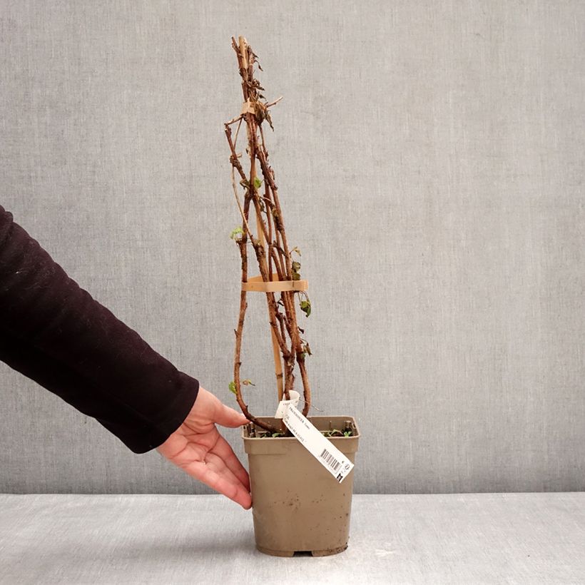 Lampone Sumo 2 Vaso da 2L/3L, Multifusto esemplare consegnato in inverno