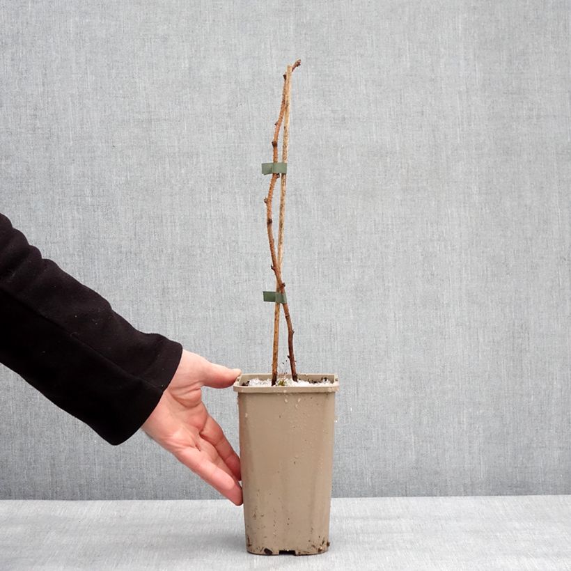 Lampone Tulamagic Vaso da 1,5L/2L esemplare consegnato in inverno