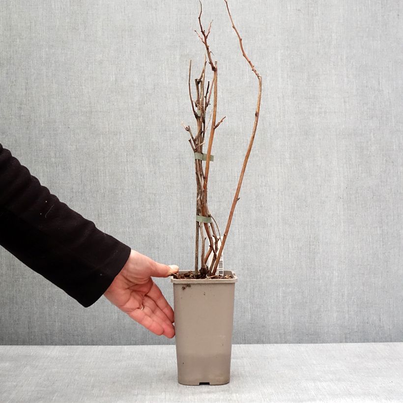 Lampone Twotimer Allyouneed Vaso da 1,5L/2L esemplare consegnato in inverno