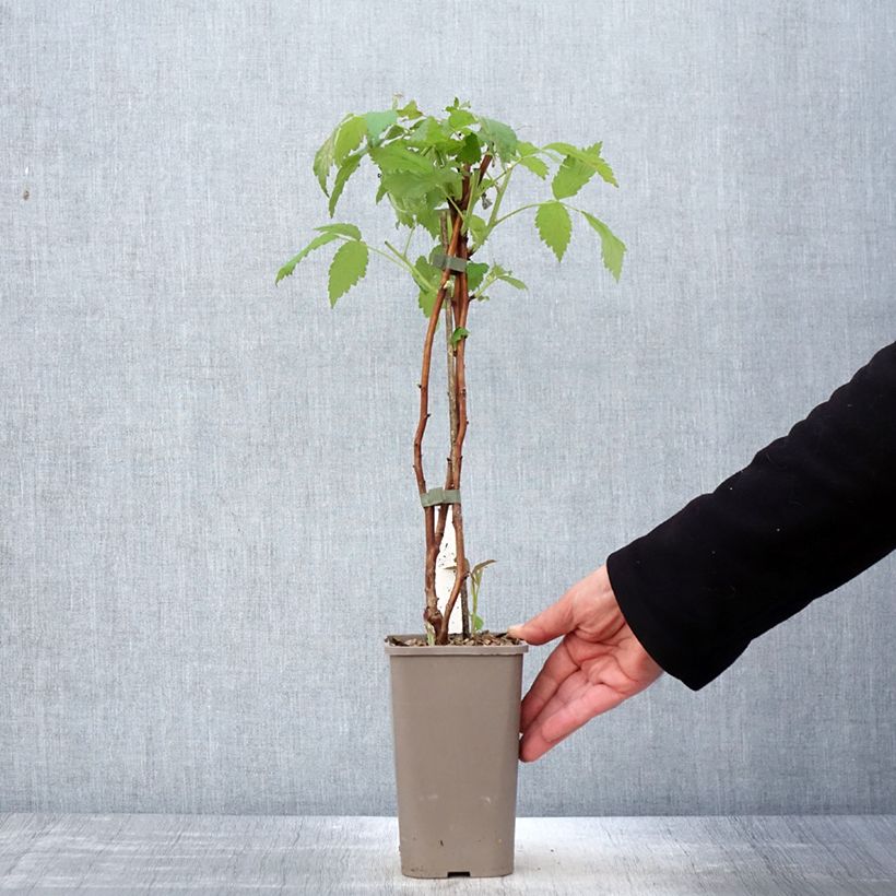 Lampone Twotimer Allyouneed Vaso da 1,5L/2L esemplare consegnato in primavera