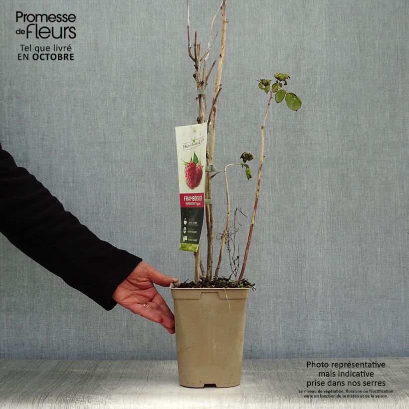 Esemplare di Lampone Twotimer Sugana Red Vaso da 1,5L/2L, Multifusto come consegnato in autunno