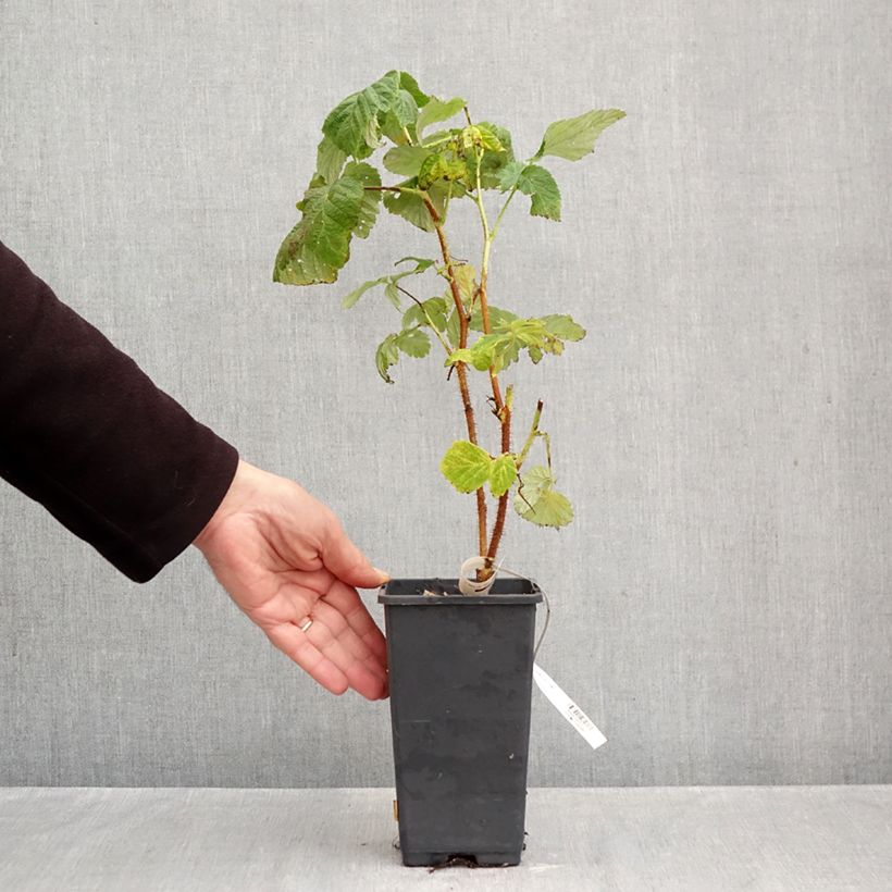 Esemplare di Lampone Valentina Vaso da 1,5L/2L, Multifusto come consegnato in autunno