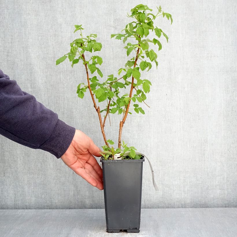 Lampone Valentina Vaso da 1,5L/2L, Multifusto esemplare consegnato in primavera