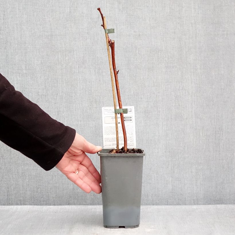 Esemplare di Lampone Versailles Bio Vaso da 1,5L/2L, Multifusto come consegnato in autunno