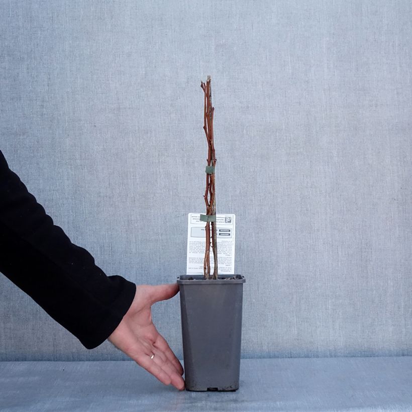 Lampone Versailles Bio Vaso da 1,5L/2L, Multifusto esemplare consegnato in inverno