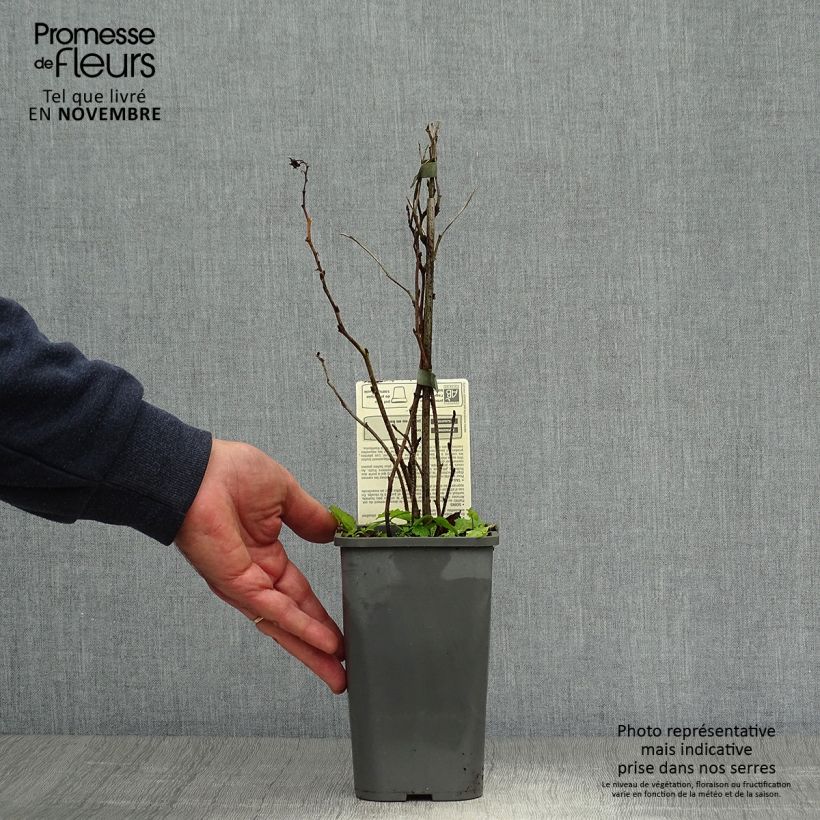 Esemplare di Lampone Zefa Herbsternte B Vaso da 1,5L/2L, Multifusto come consegnato in autunno