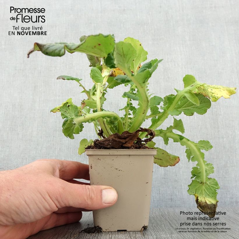 Esemplare di Francoa sonchifolia Vasetto da 8/9 cm come consegnato in autunno