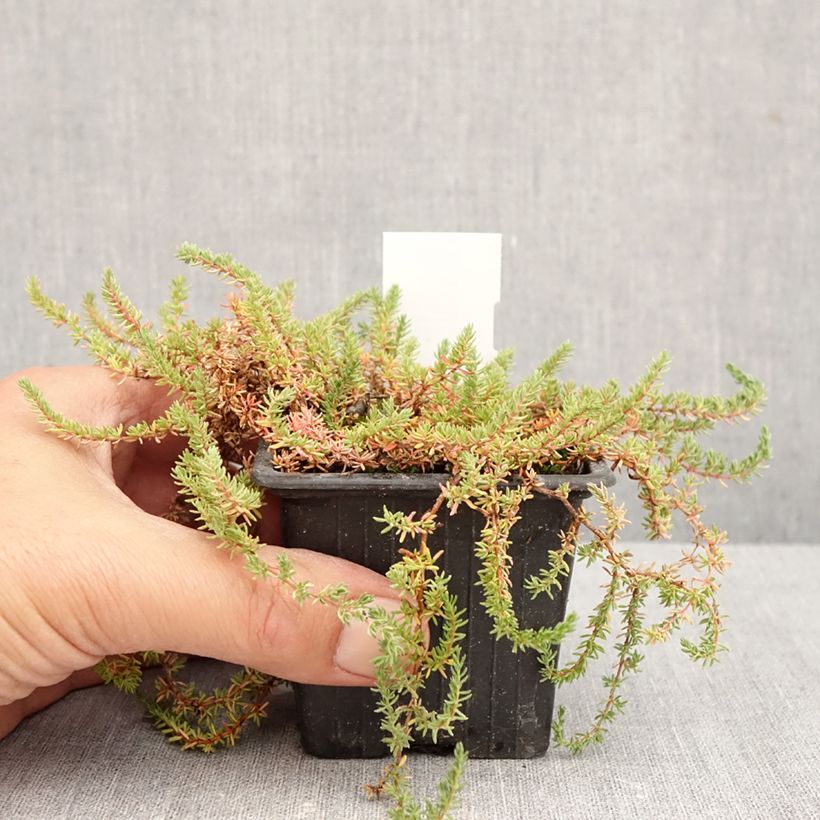 Esemplare di Frankenia laevis Vasetto da 8/9 cm come consegnato in autunno