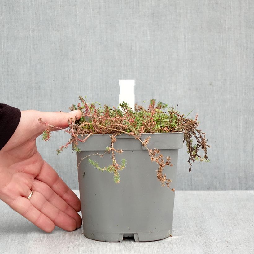 Esemplare di Frankenia laevis Vaso da 2L/3L come consegnato in autunno