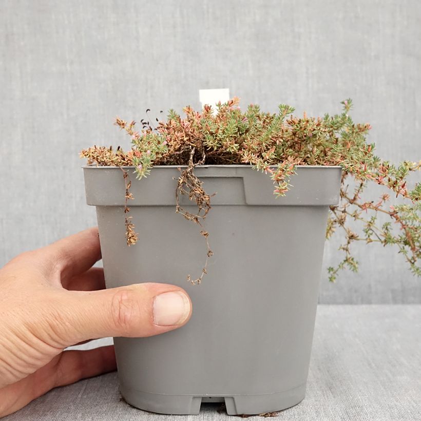 Esemplare di Frankenia laevis Vaso da 2L/3L consegnato in estate