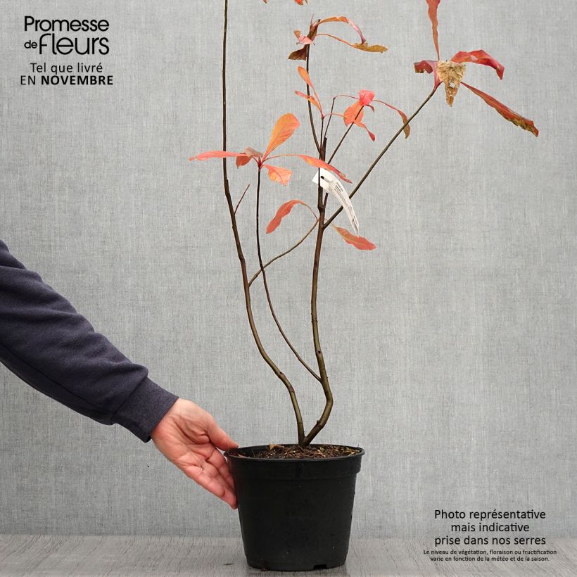 Esemplare di Franklinia alatamaha Vaso da 4L/5L come consegnato in autunno