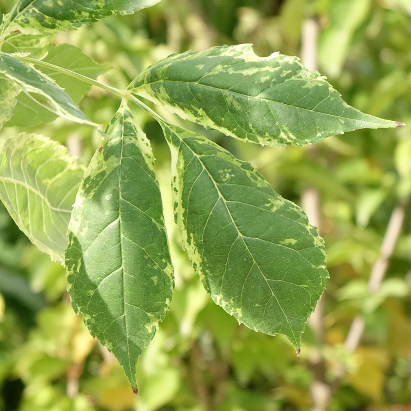 Fraxinus americana Hunky Punk - Frassino americano (Fogliame)