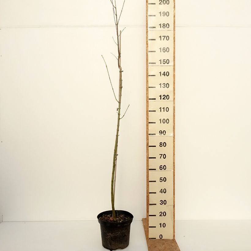 Esemplare di Fraxinus americana Hunky Punk - Frassino americano Vaso da 7,5L/10L come consegnato in autunno