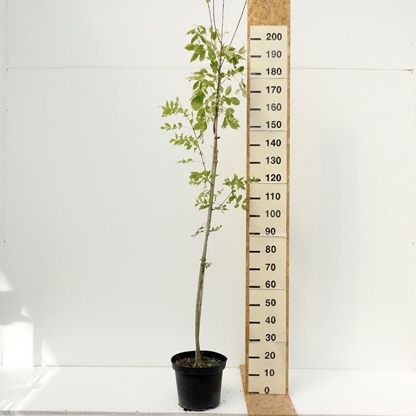 Esemplare di Fraxinus americana Hunky Punk - Frêne d'Amérique panaché Vaso da 7,5L/10L consegnato in estate