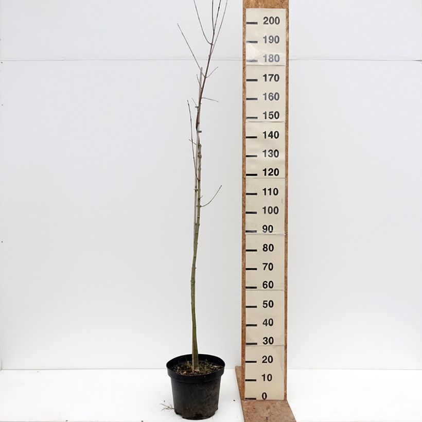 Fraxinus americana Hunky Punk - Frassino americano Vaso da 7,5L/10L esemplare consegnato in inverno