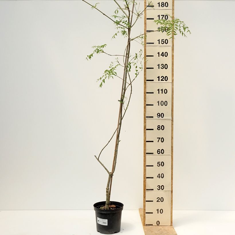 Fraxinus excelsior Aarsee - Frêne à feuilles réduites Vaso da 7,5L/10L esemplare consegnato in primavera