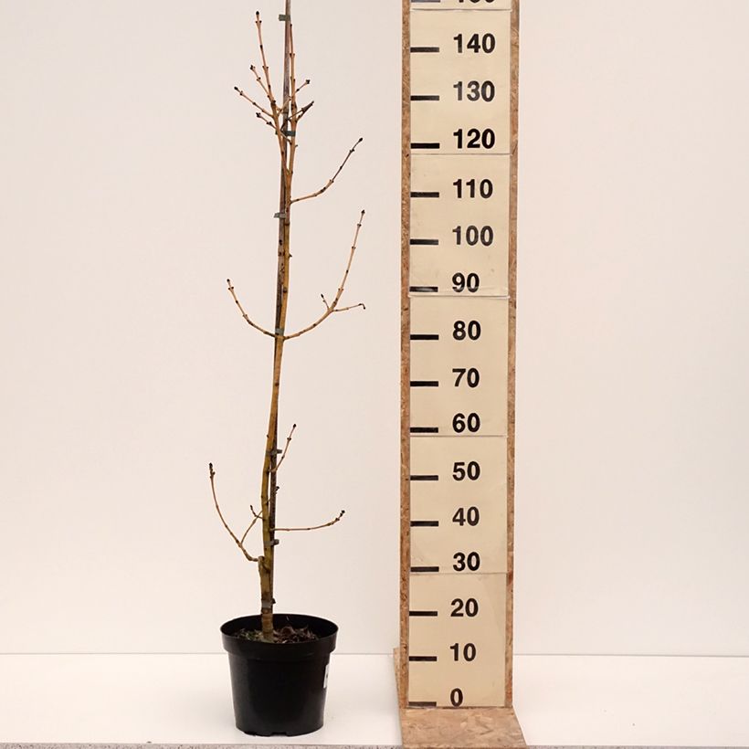 Fraxinus excelsior Allgold - Frassino maggiore Vaso da 7,5L/10L esemplare consegnato in inverno