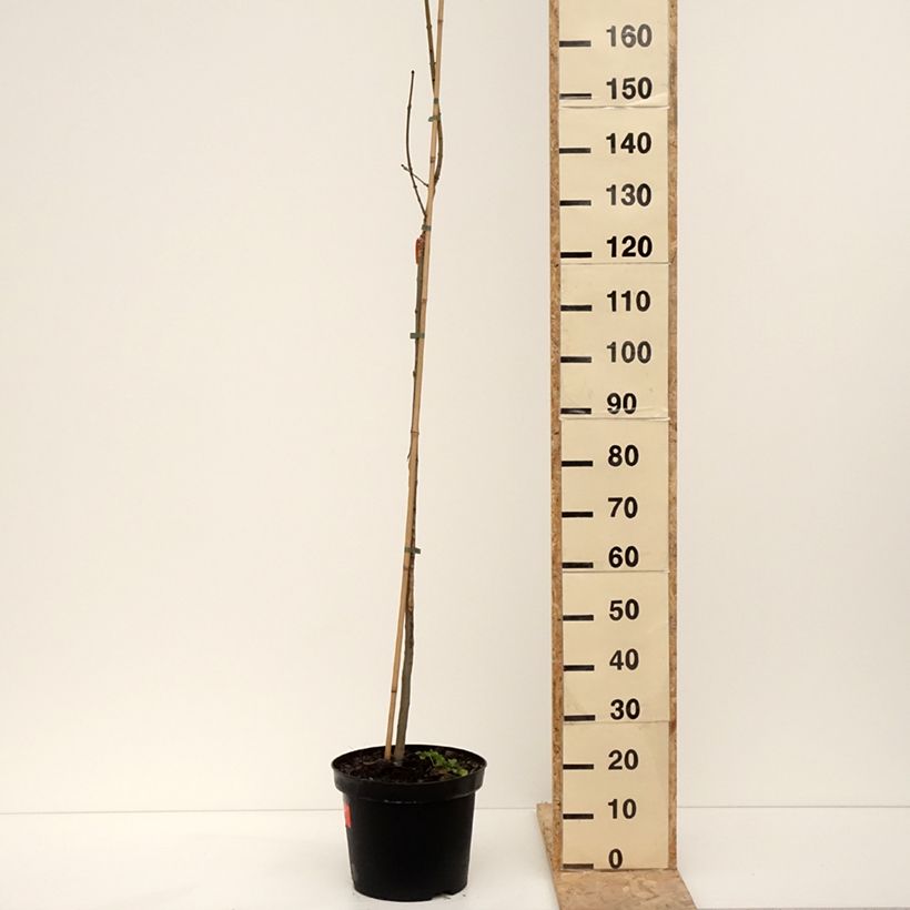 Fraxinus excelsior Foliis Aureis - Frassino maggiore Vaso da 12L/15L esemplare consegnato in inverno