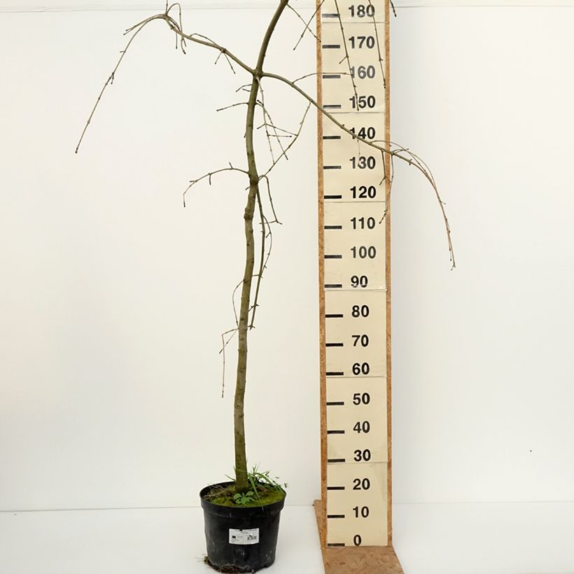 Esemplare di Fraxinus excelsior Heterophylla Pendula - Frassino maggiore Vaso da 7,5L/10L come consegnato in autunno