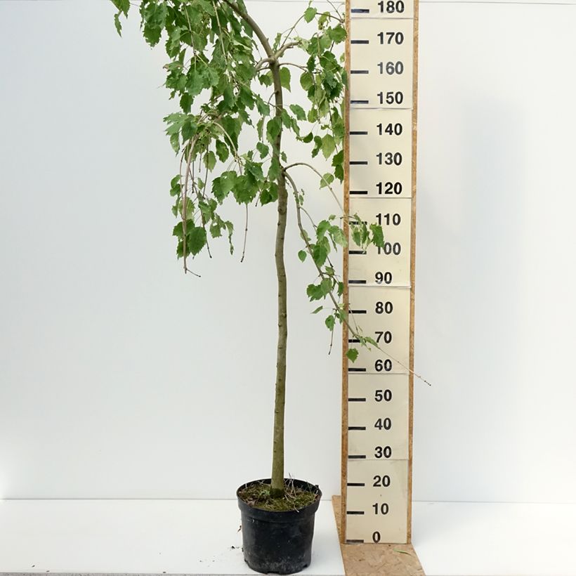 Esemplare di Fraxinus excelsior Heterophylla Pendula - Frêne pleureur Vaso da 7,5L/10L consegnato in estate