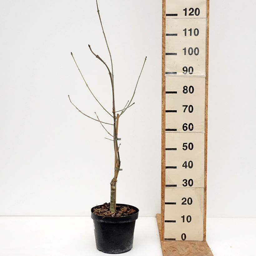 Esemplare di Fraxinus excelsior Zygmunt Krasiński - Frassino maggiore Vaso da 7,5L/10L come consegnato in autunno