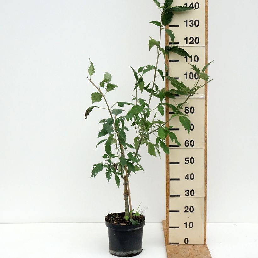 Esemplare di Fraxinus excelsior Zygmunt Krasiński - Frêne commun Vaso da 7,5L/10L consegnato in estate