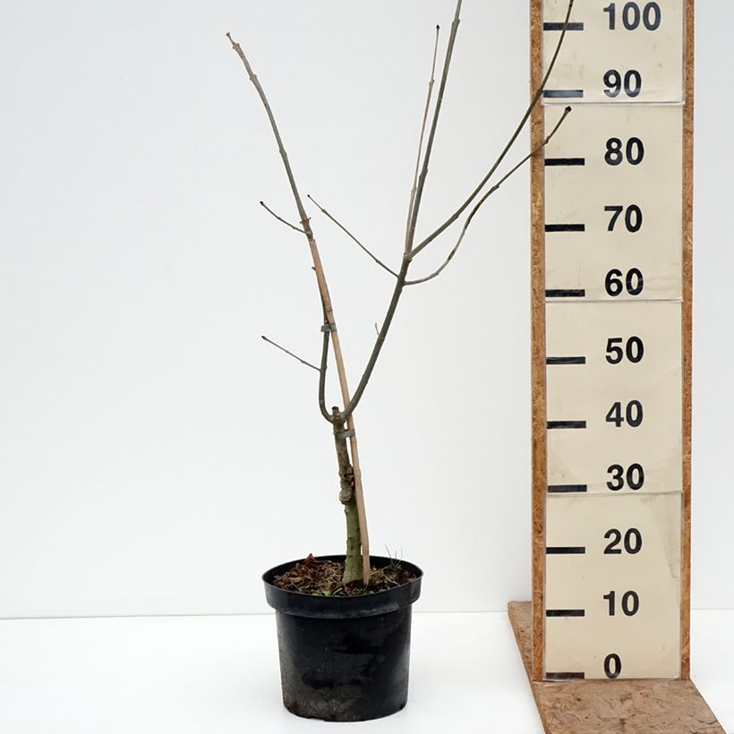 Fraxinus excelsior Zygmunt Krasiński - Frassino maggiore Vaso da 7,5L/10L esemplare consegnato in inverno