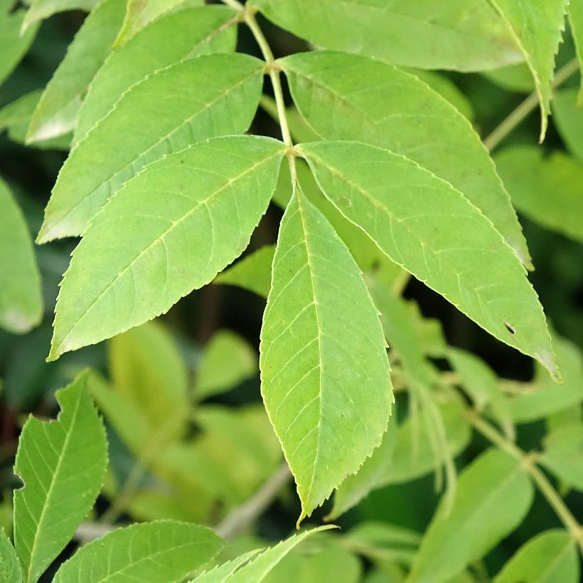 Fraxinus pennsylvanica Argenteomarginata (Fogliame)