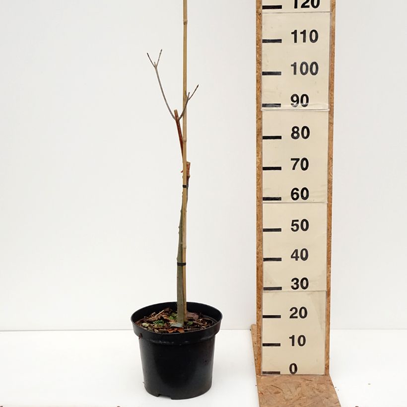 Esemplare di Fraxinus pennsylvanica Argenteomarginata Vaso da 7,5L/10L come consegnato in autunno