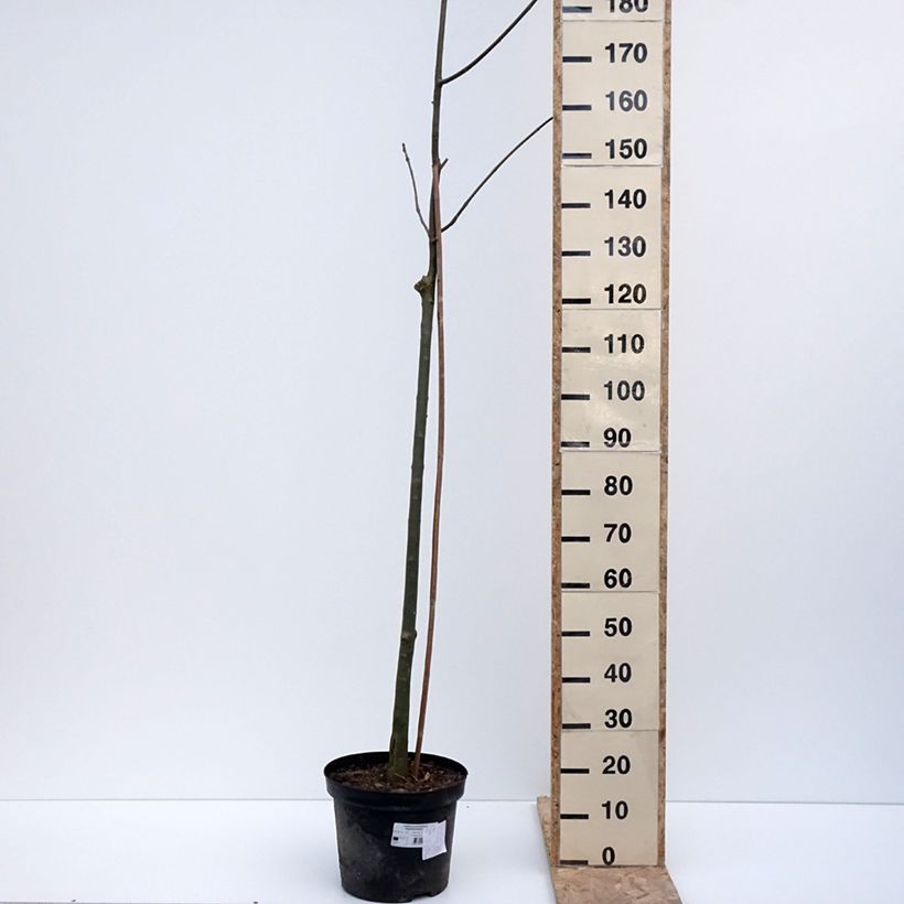 Fraxinus pennsylvanica Argenteomarginata Vaso da 7,5L/10L esemplare consegnato in inverno