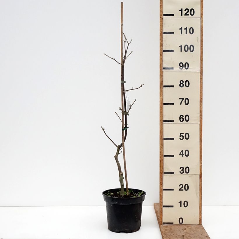 Fraxinus pennsylvanica Aucubifolia Vaso da 7,5L/10L, Vaso impalcato esemplare consegnato in inverno