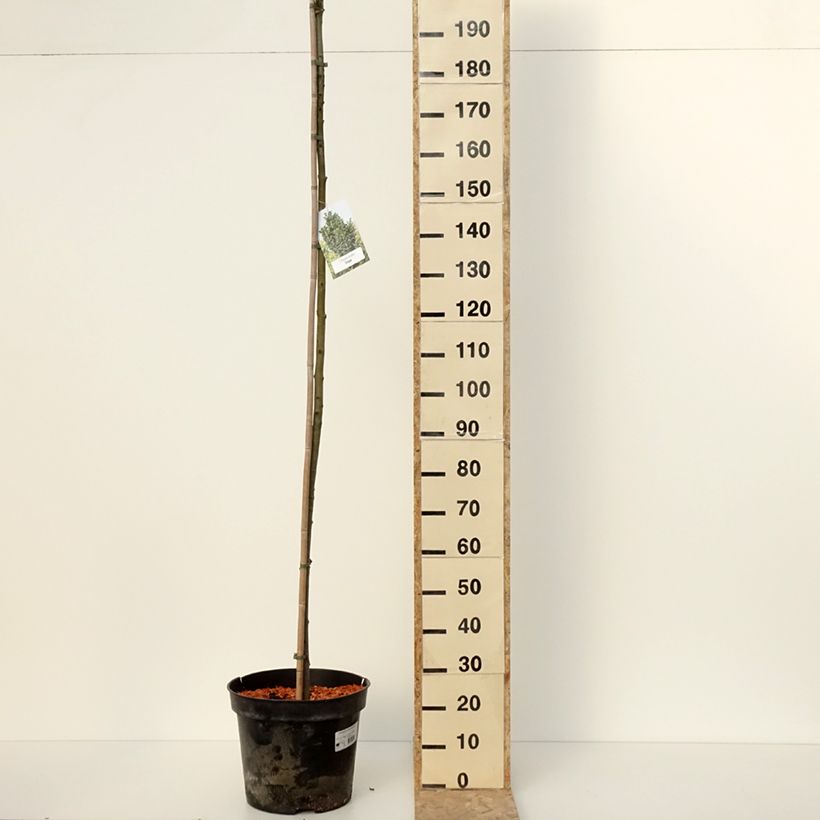 Fraxinus pennsylvanica Crispa - Frêne de Pennsylvanie Vaso da 30L/35L esemplare consegnato in inverno