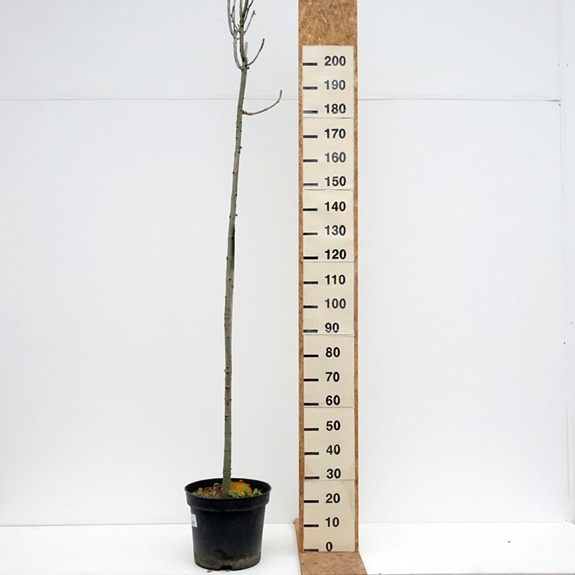 Esemplare di Fraxinus pennsylvanica Crispa Vaso da 30L/35L, Vaso impalcato come consegnato in autunno