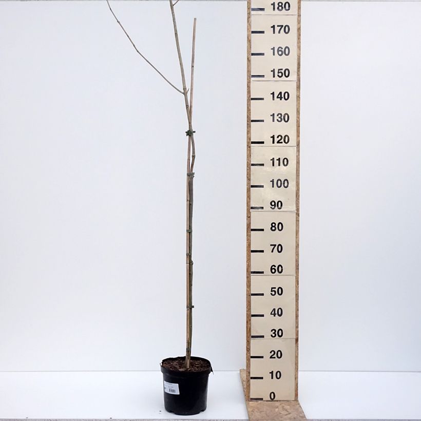 Fraxinus spaethiana - Frêne de Spaeth Vaso da 7,5L/10L esemplare consegnato in inverno