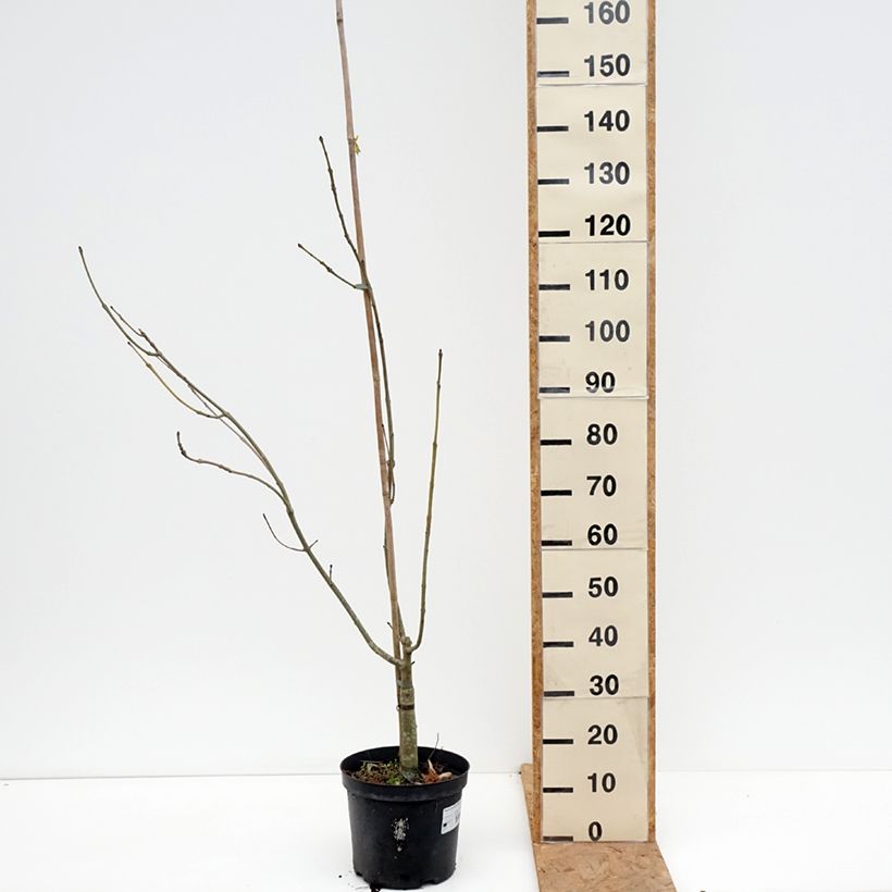 Esemplare di Fraxinus excelsior Argenteovariegata - Frassino maggiore Vaso da 7,5L/10L come consegnato in autunno