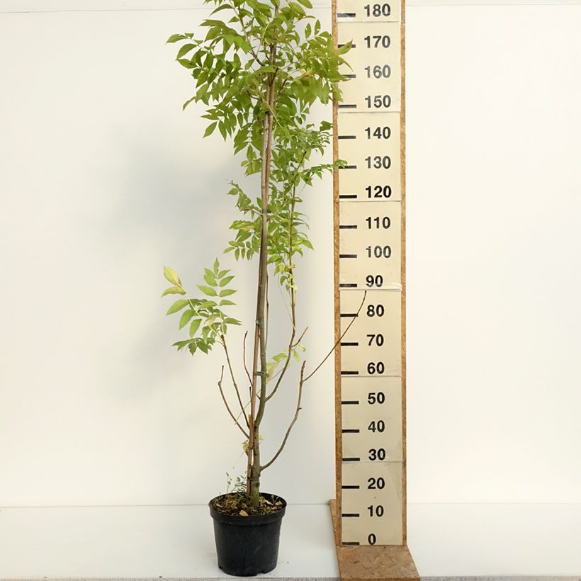 Esemplare di Fraxinus excelsior Argenteovariegata - Frassino maggiore Vaso da 7,5L/10L consegnato in estate