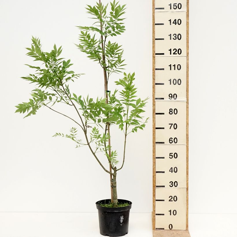 Fraxinus excelsior Argenteovariegata - Frassino maggiore Vaso da 7,5L/10L esemplare consegnato in primavera