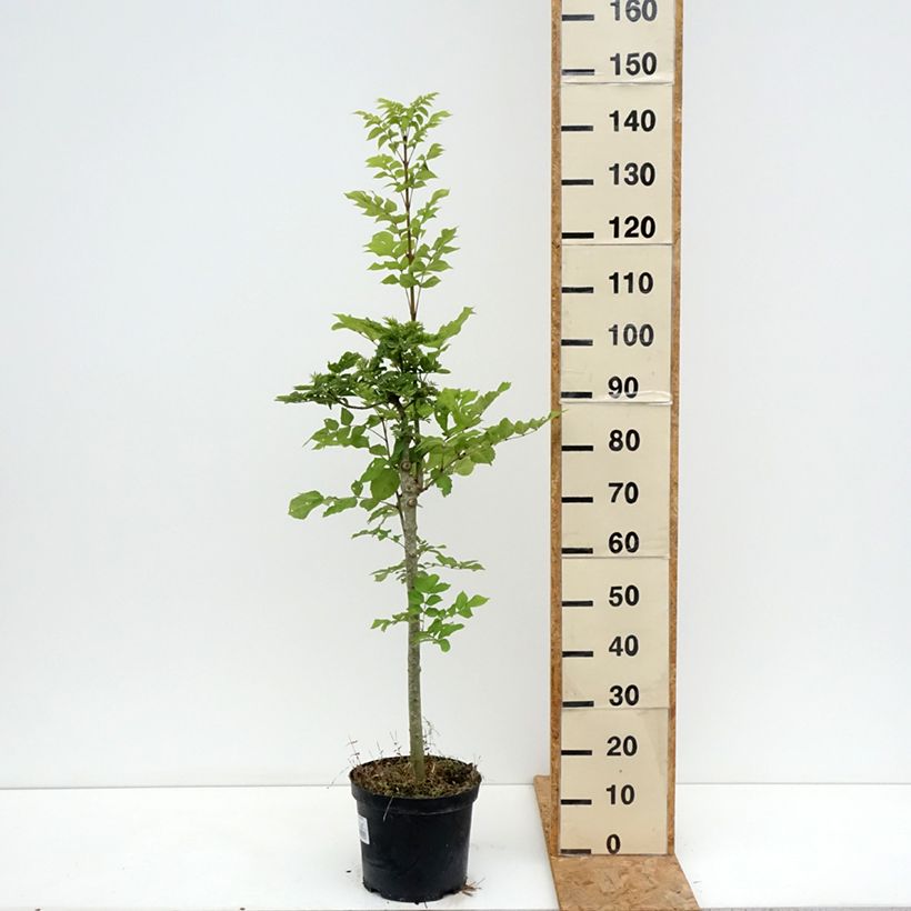 Esemplare di Fraxinus excelsior Abiona - Frassino maggiore Vaso da 7,5L/10L consegnato in estate