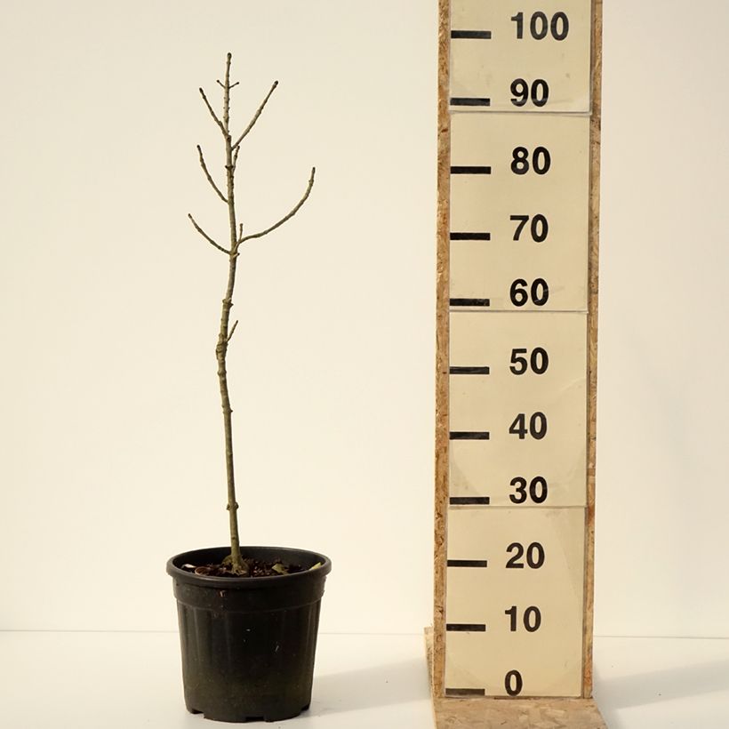 Fraxinus excelsior Abiona - Frassino maggiore Vaso da 7,5L/10L esemplare consegnato in inverno