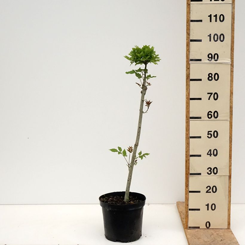 Fraxinus excelsior Abiona - Frassino maggiore Vaso da 7,5L/10L, Vaso impalcato esemplare consegnato in primavera