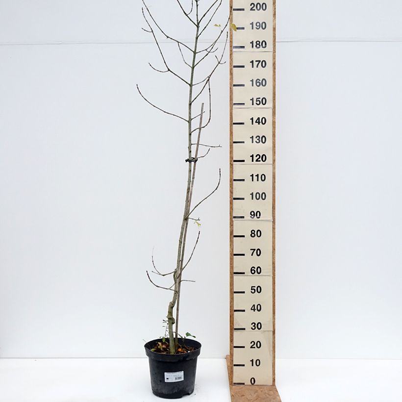 Esemplare di Fraxinus angustifolia Variegata Vaso da 12L/15L come consegnato in autunno