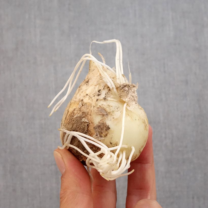 Esemplare di Fritillaria imperialis Prolifera - Corona imperiale Bulbo taglia 20+ come consegnato in autunno