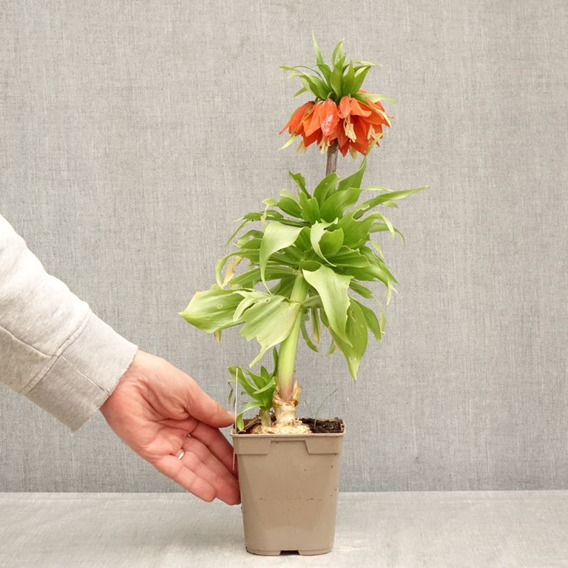 Fritillaria imperialis Rubra - Corona imperiale Vaso da Ø 12 cm / 13 cm taglia 24+ esemplare consegnato in primavera
