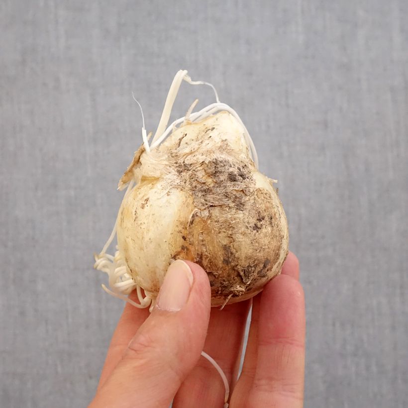 Esemplare di Fritillaire imperialis Sunset - Corona imperiale Bulbo taglia 20+ come consegnato in autunno