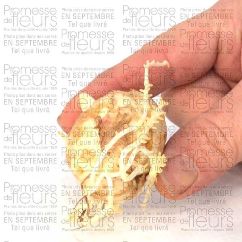 Esempio di esemplare Fritillaria imperialis Tchaikovsky - Corona imperiale Bulbo taglia 14 come consegnato