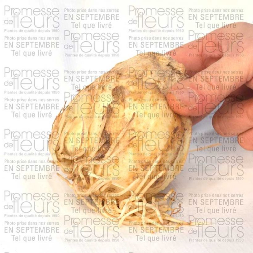 Esempio di esemplare Fritillaire persica Bicolor Magic Bells Bulbe calibre 18/20 come consegnato