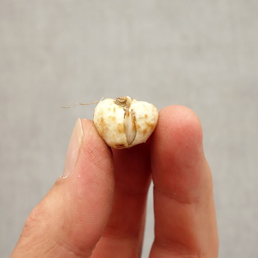 Esemplare di Fritillaria meleagris Alba - Bossolo dei dadi biancho Bulbo taglia 5+ come consegnato in autunno