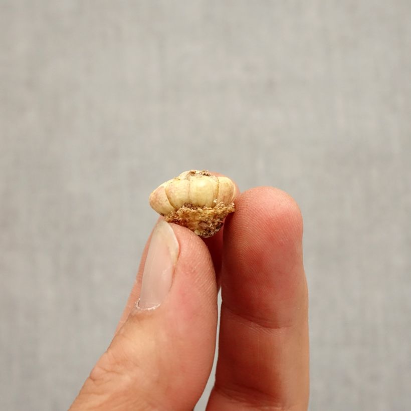 Esemplare di Fritillaria meleagris - Bossolo dei dadi Bulbo taglia 6+ come consegnato in autunno